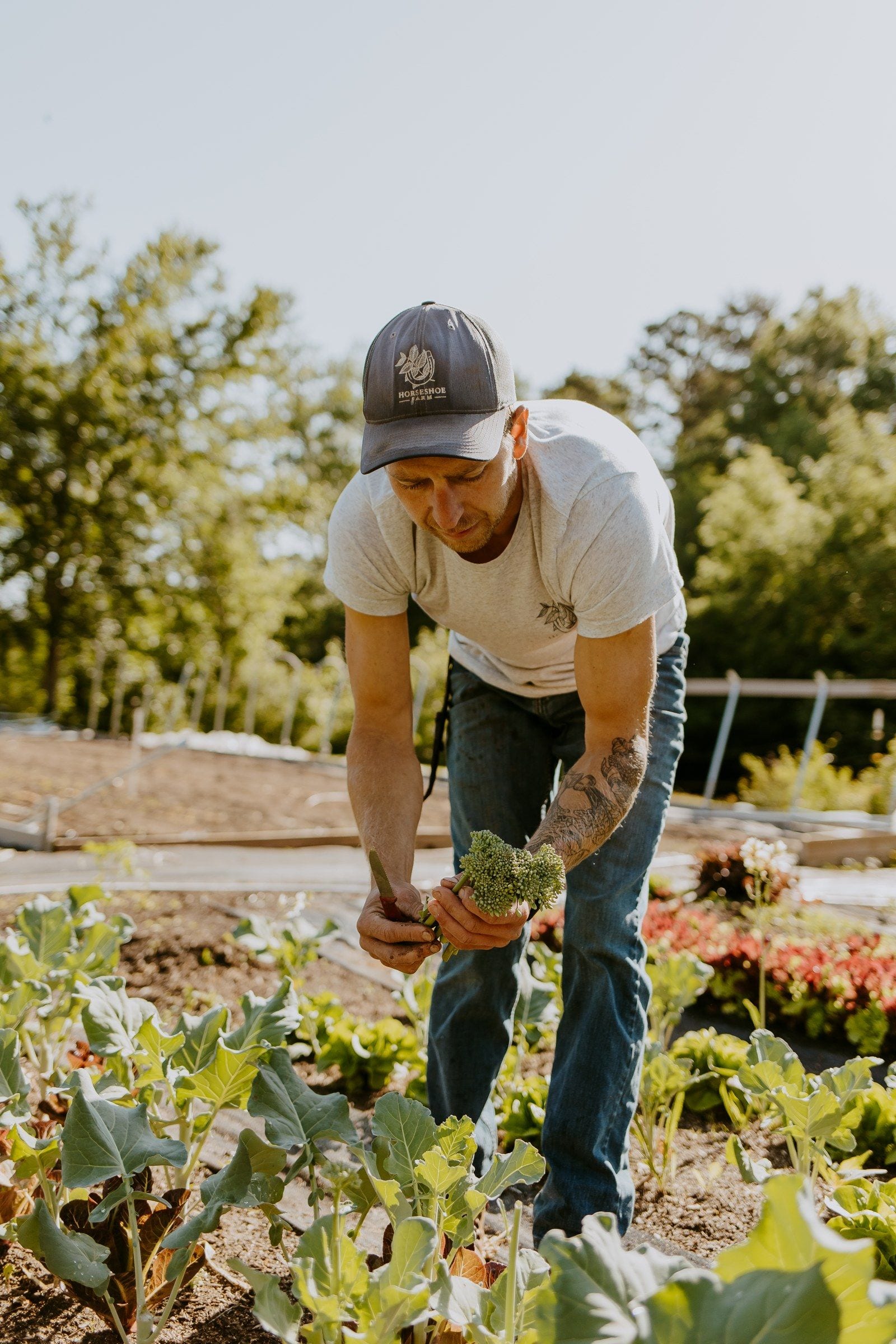 Chris harvesting broccoli in golden light