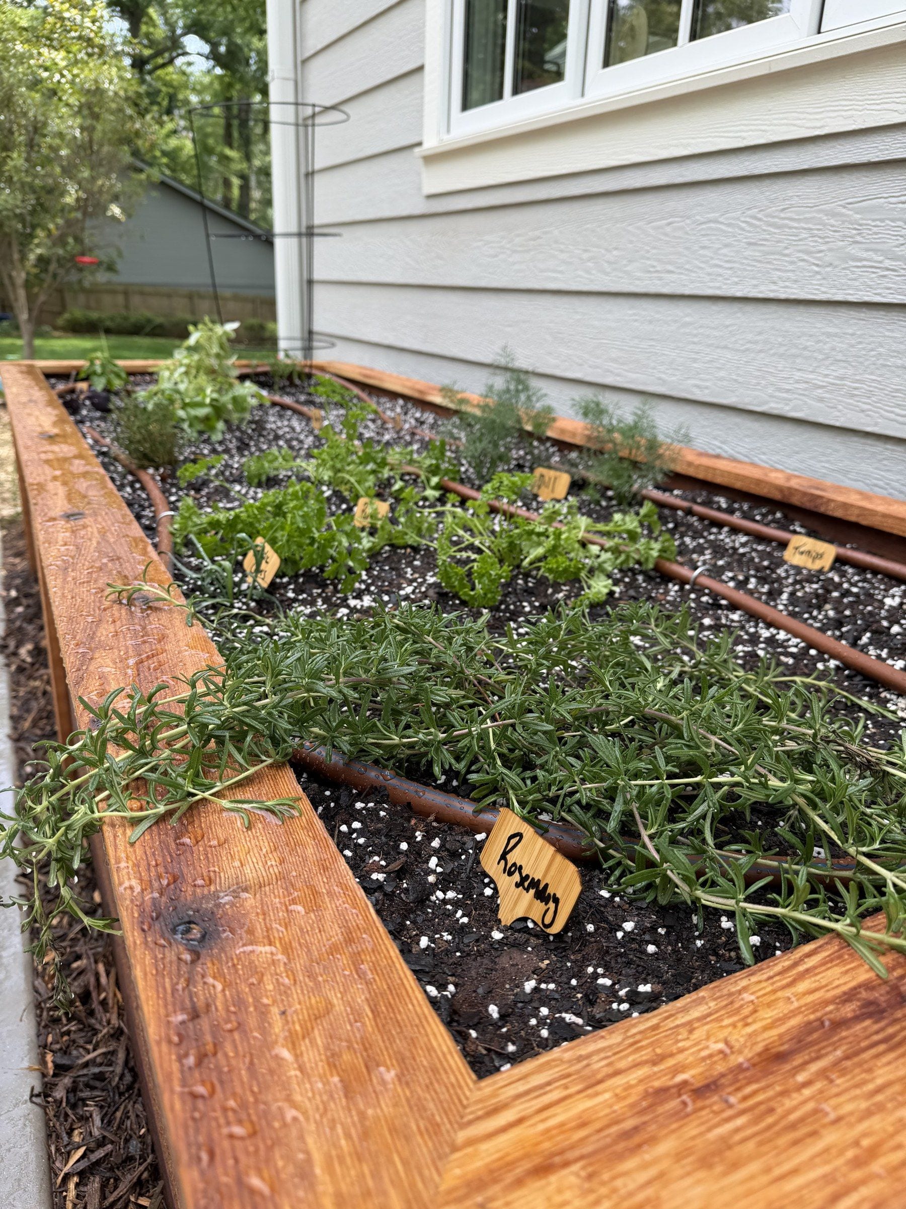 Wet cedar bed close-up with a rosemary marker