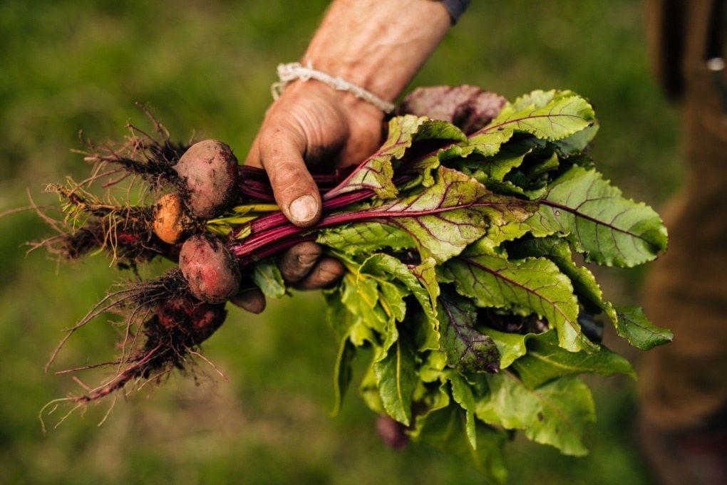 Hand holding a beet bunch, close