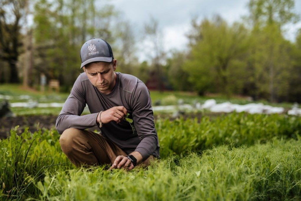Chris crouched inspecting pea shoots in the field, overcast light
