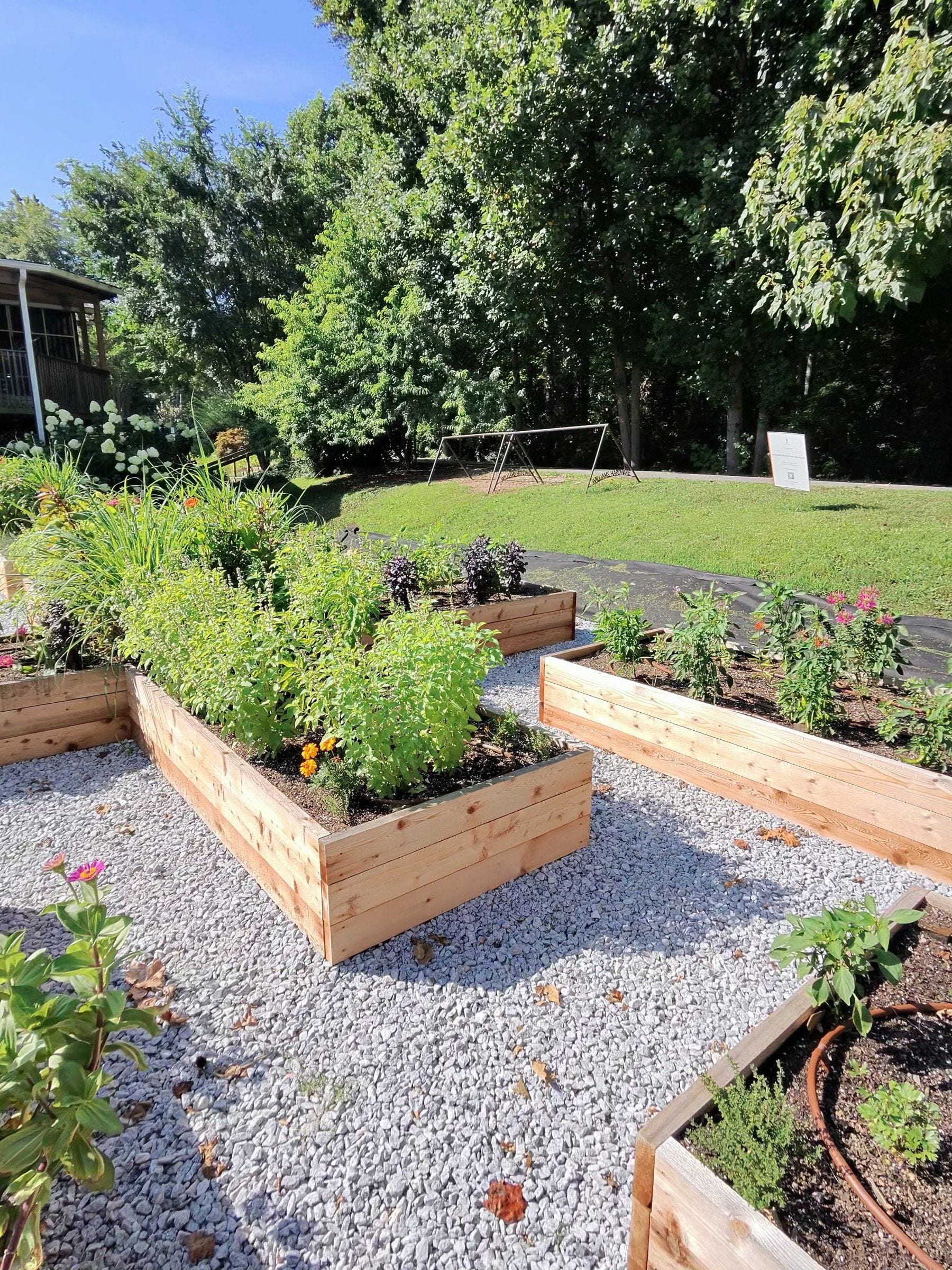 Cedar-bed garden with gravel and hydrangeas, morning light