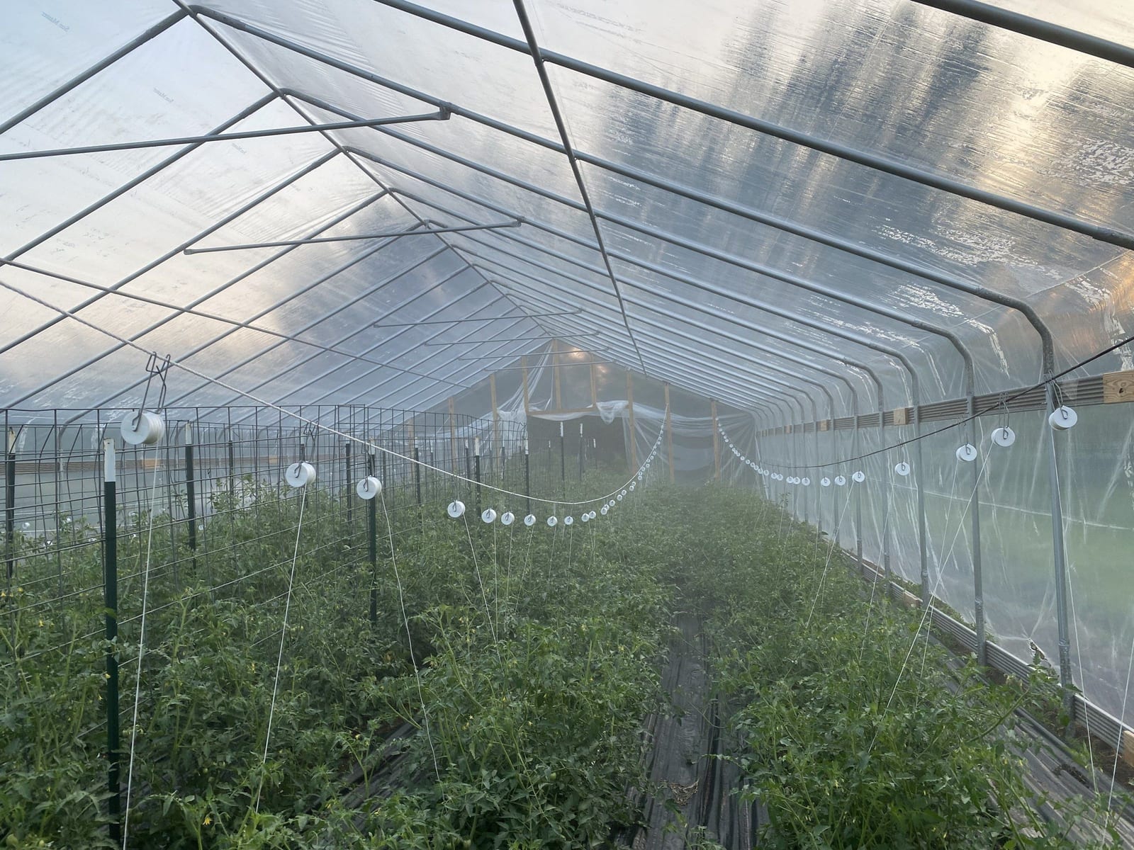 Misty tomato rows inside the greenhouse, string trellising running down the tunnel