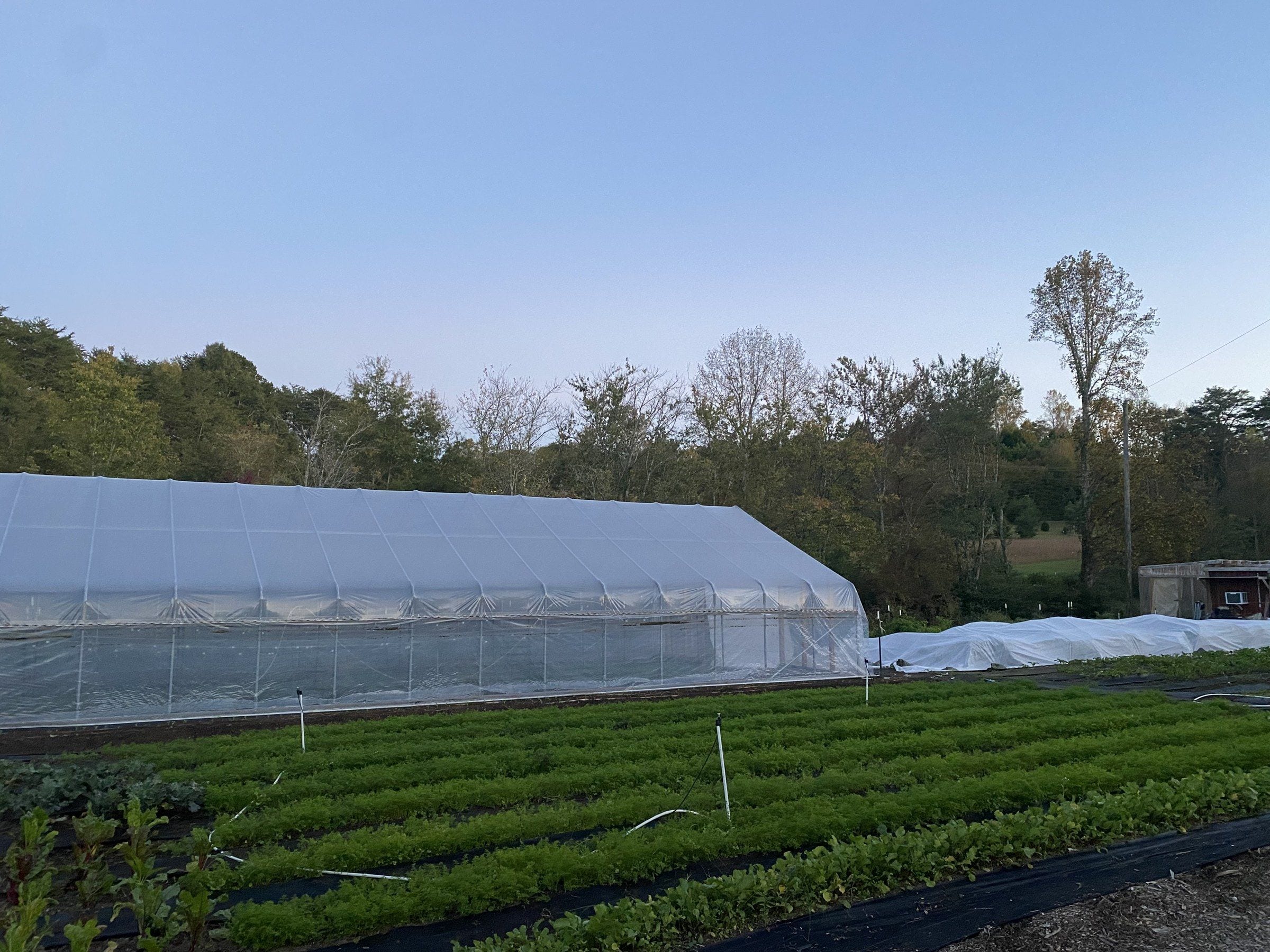 Wide farm view: caterpillar tunnel and carrot rows at dusk