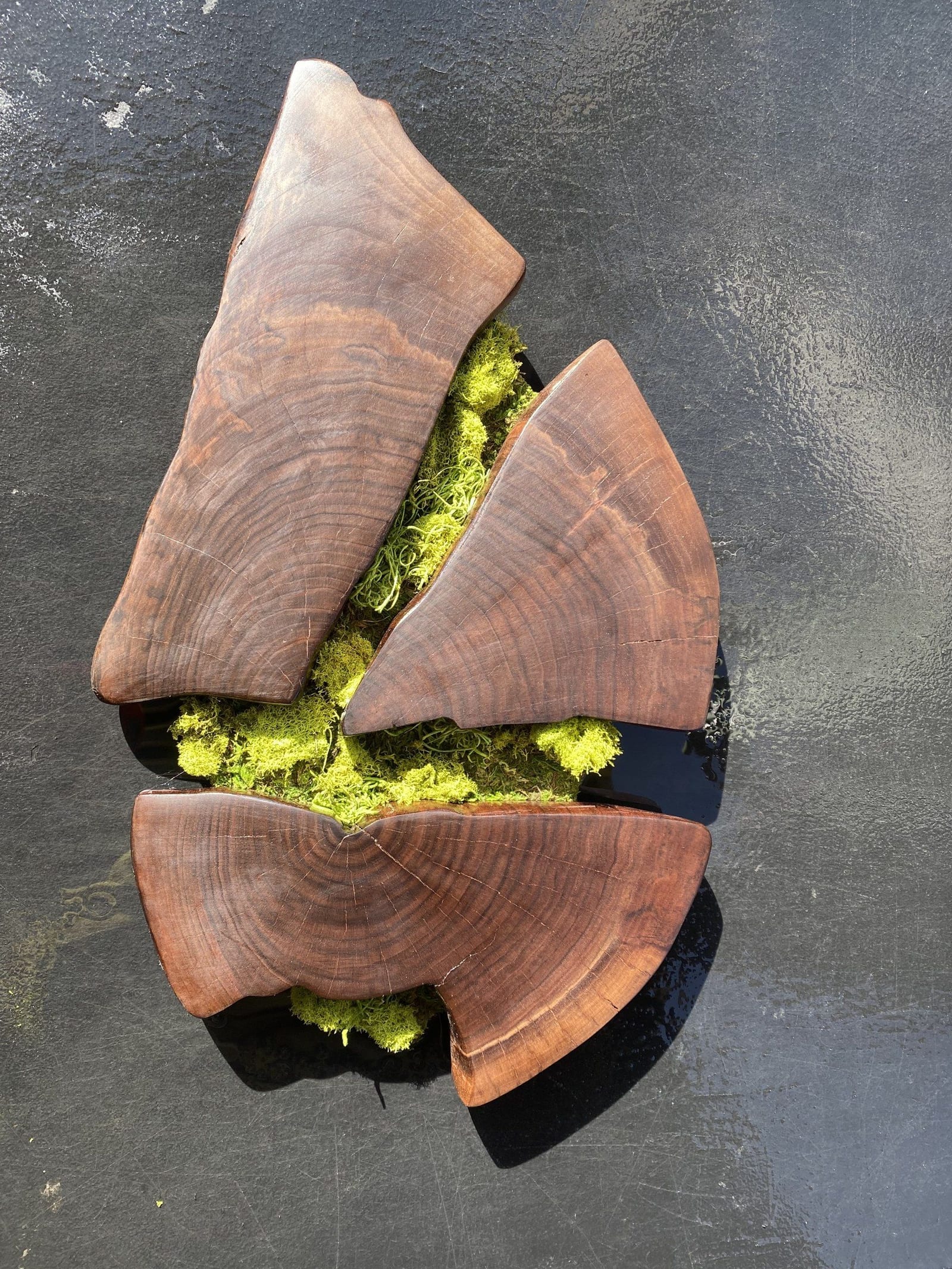 Walnut and moss wall art, leaf composition