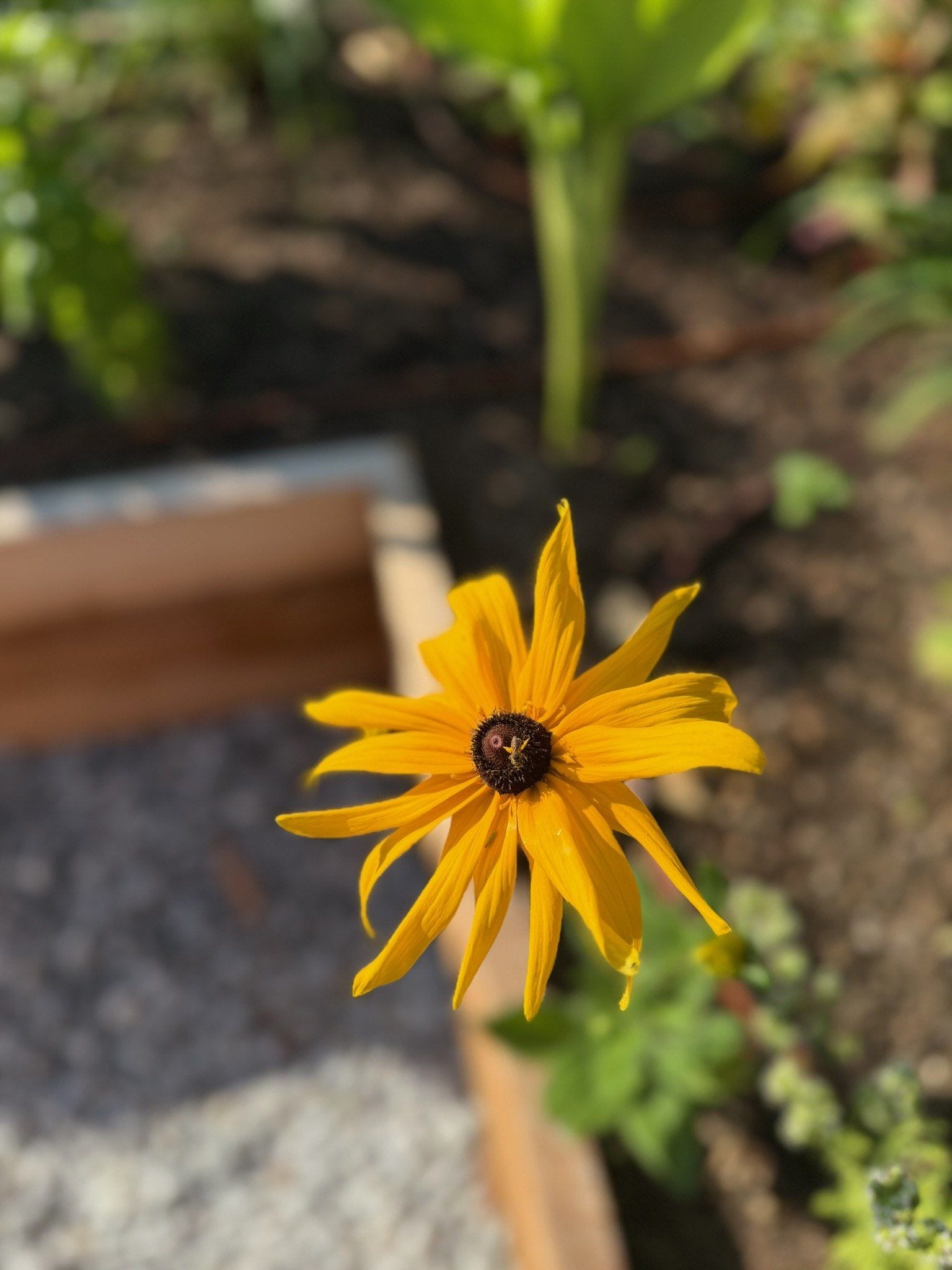 A single rudbeckia bloom open in a cedar bed, the planting soft behind it