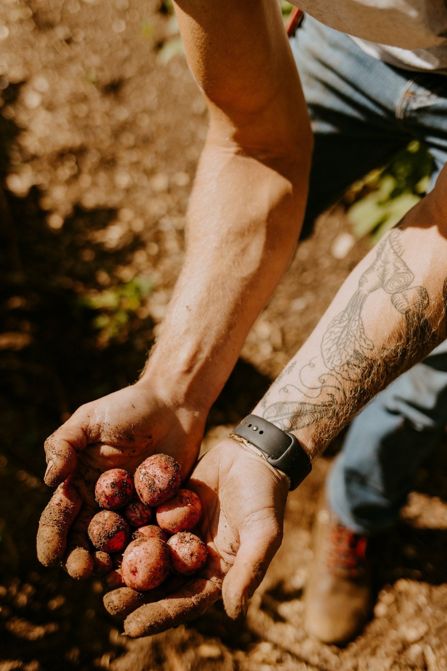 Cupped hands full of freshly dug red potatoes