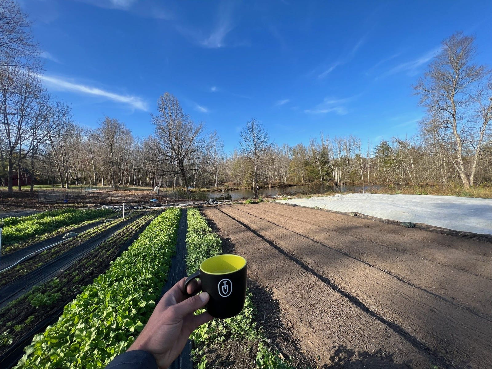 Coffee mug held over Horseshoe Farm rows, pond behind