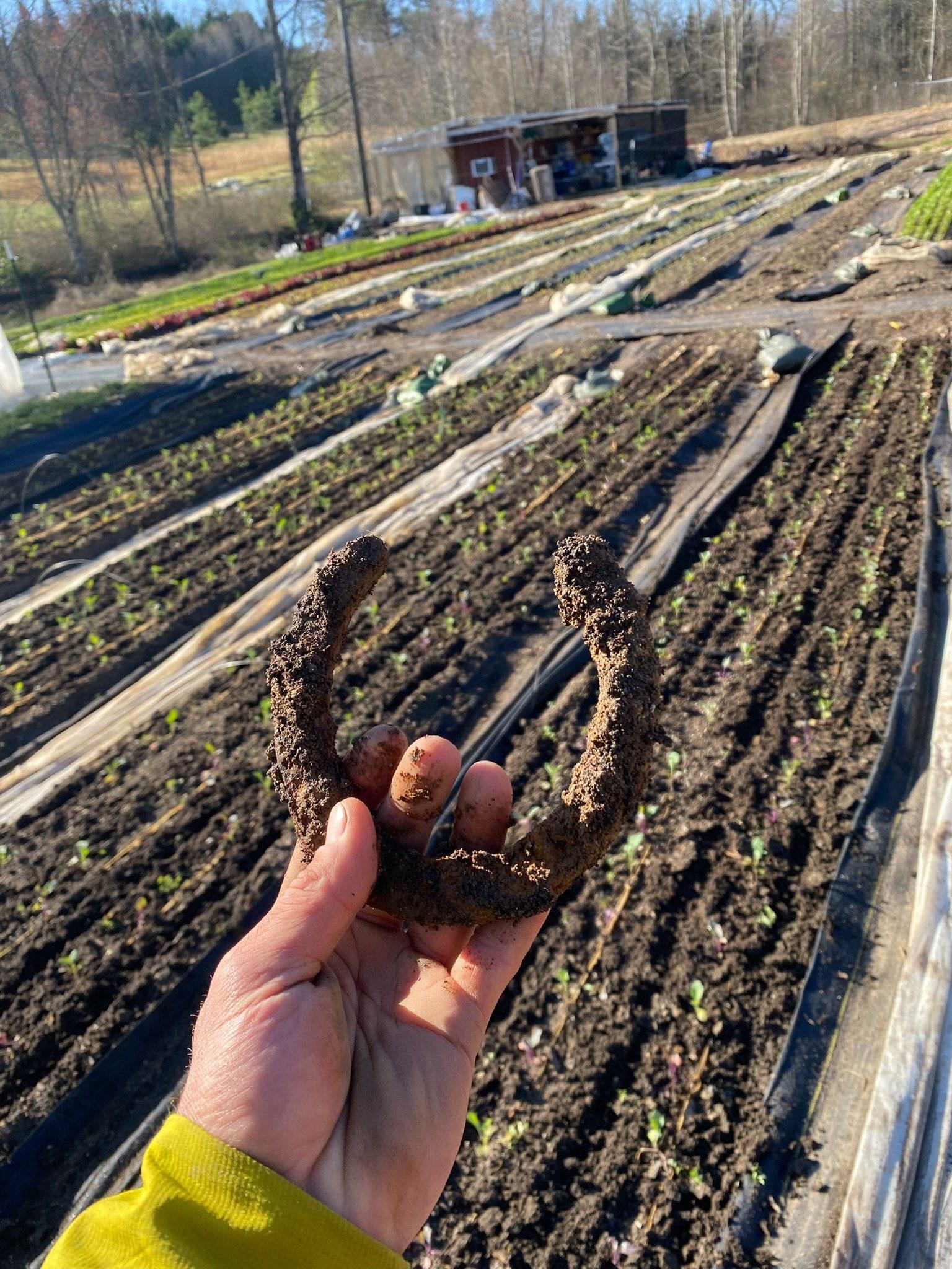 Horseshoe found in the soil, held over spring rows