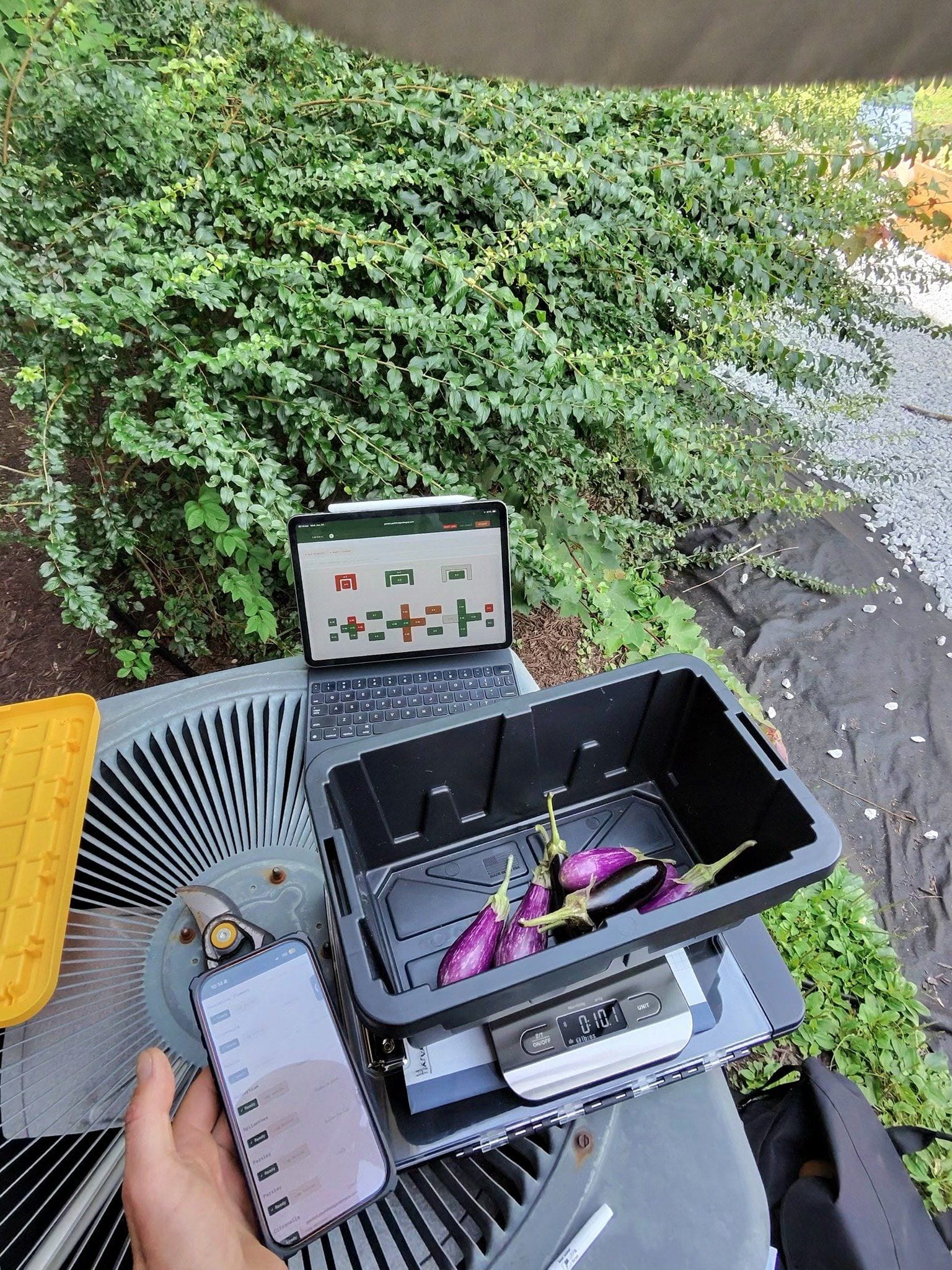 A harvest being weighed in the field against the garden dashboard on an iPad