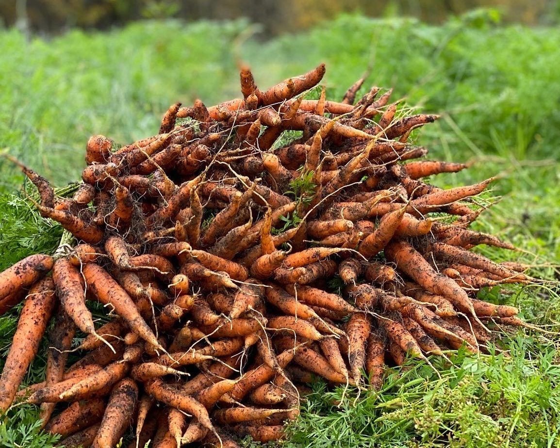 A loose bunch of just-pulled carrots on the grass, dirt still on them