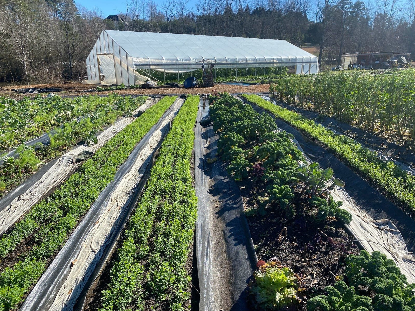 Hoop house with rows of kale and lettuce growing under it