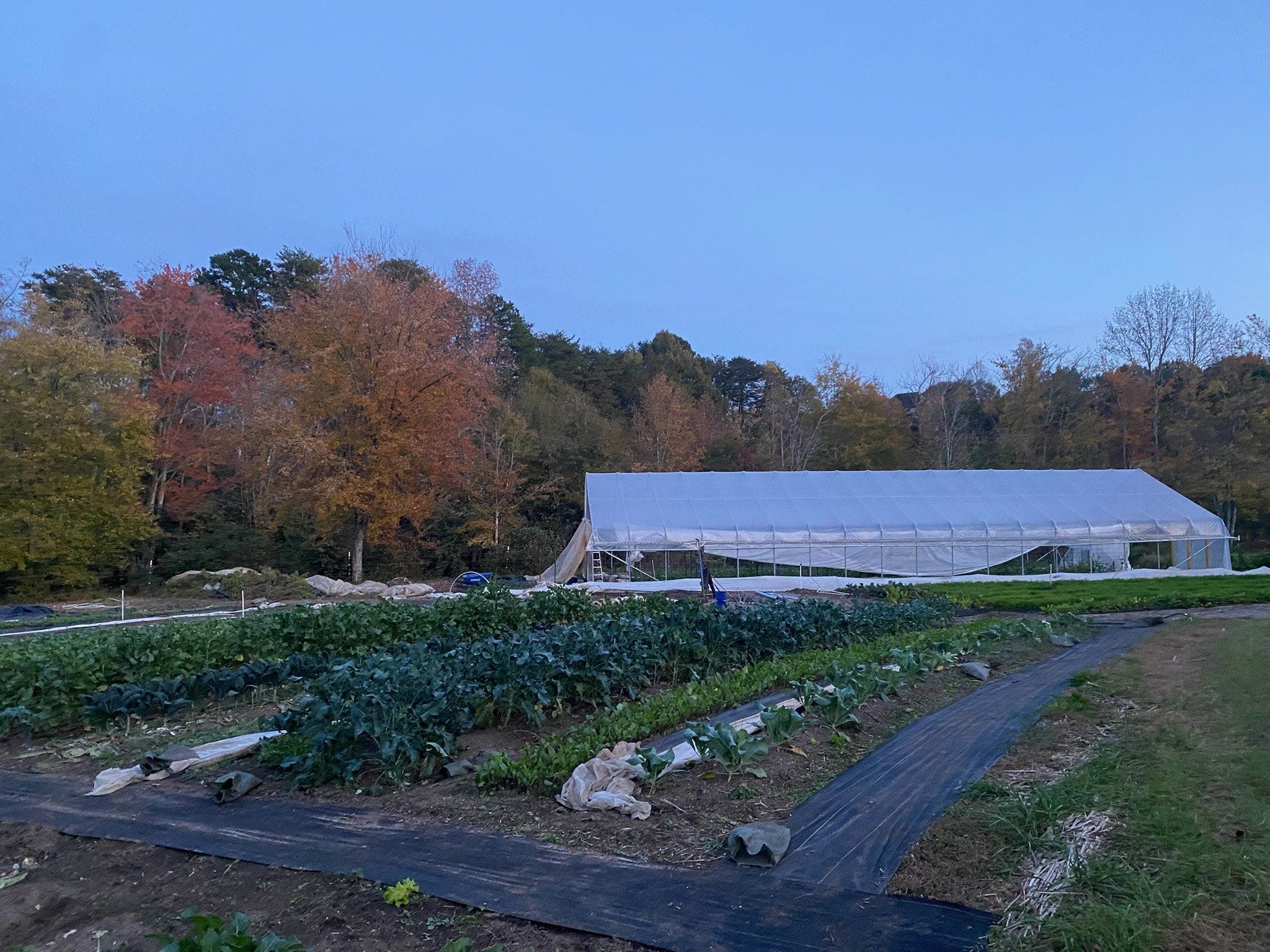 Fall-color farm rows at Horseshoe Farm
