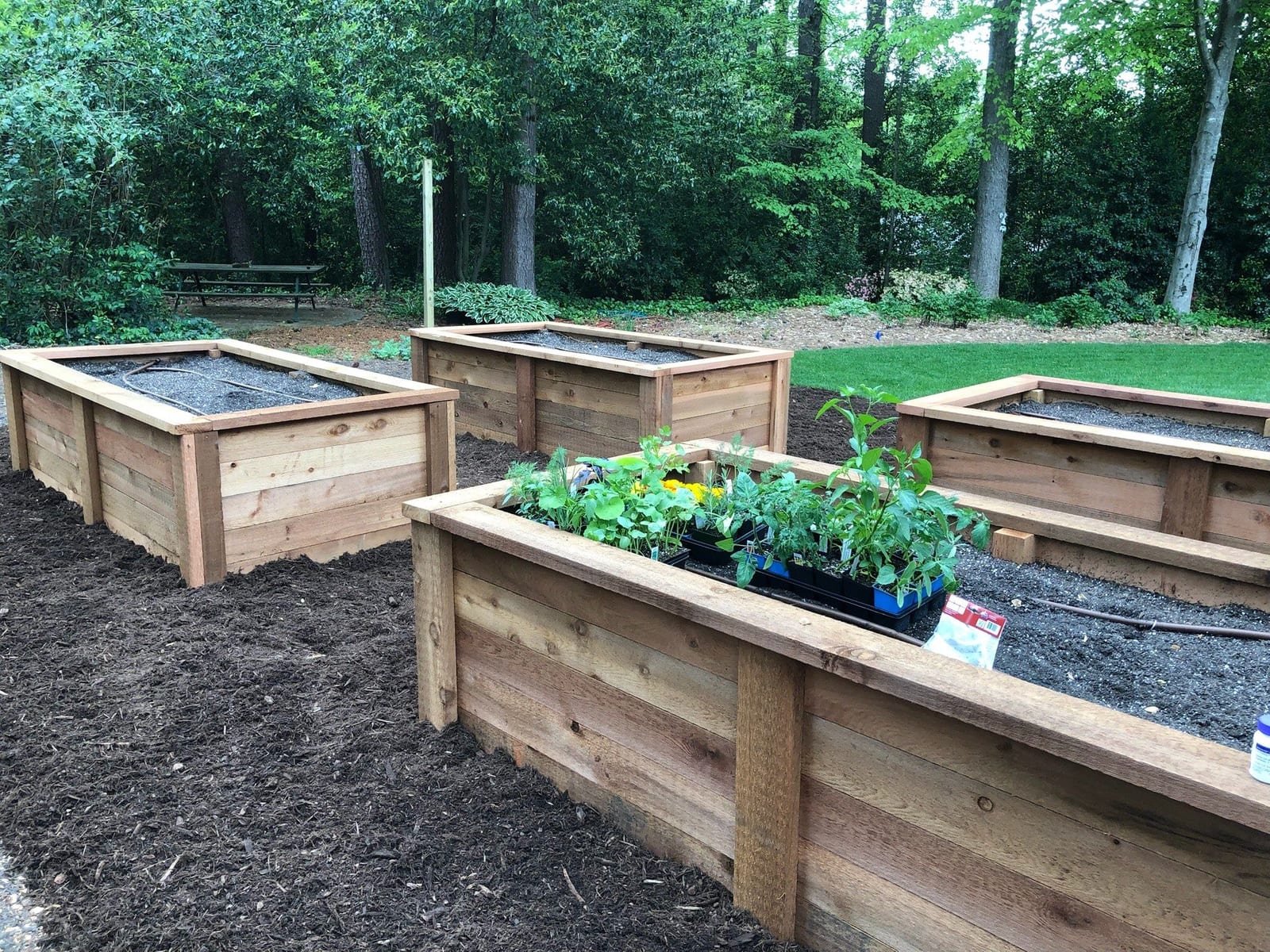 Cedar raised beds under construction, transplants going in, picnic table behind