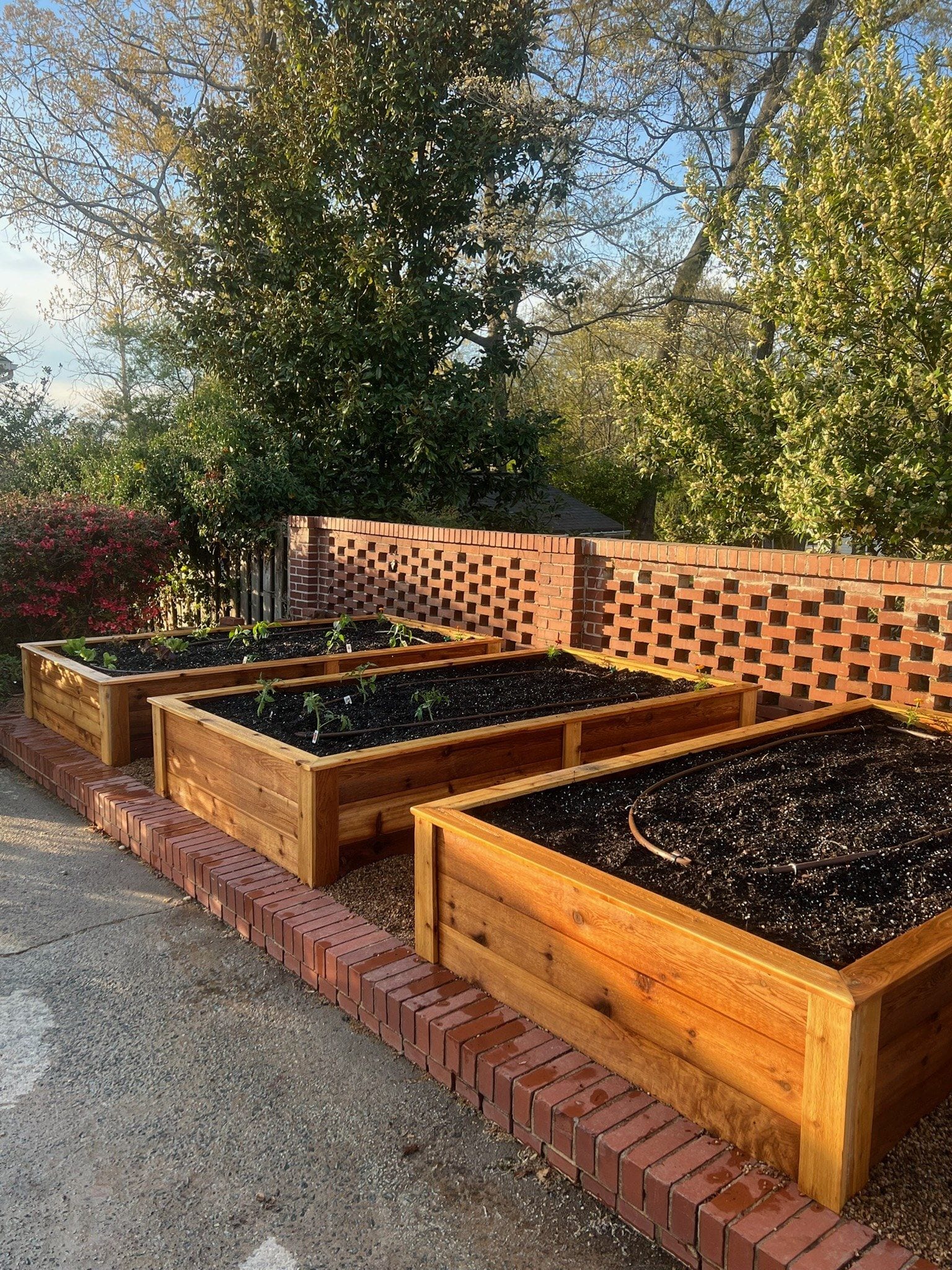 Three cedar beds against a brick lattice wall at golden hour, transplants going in