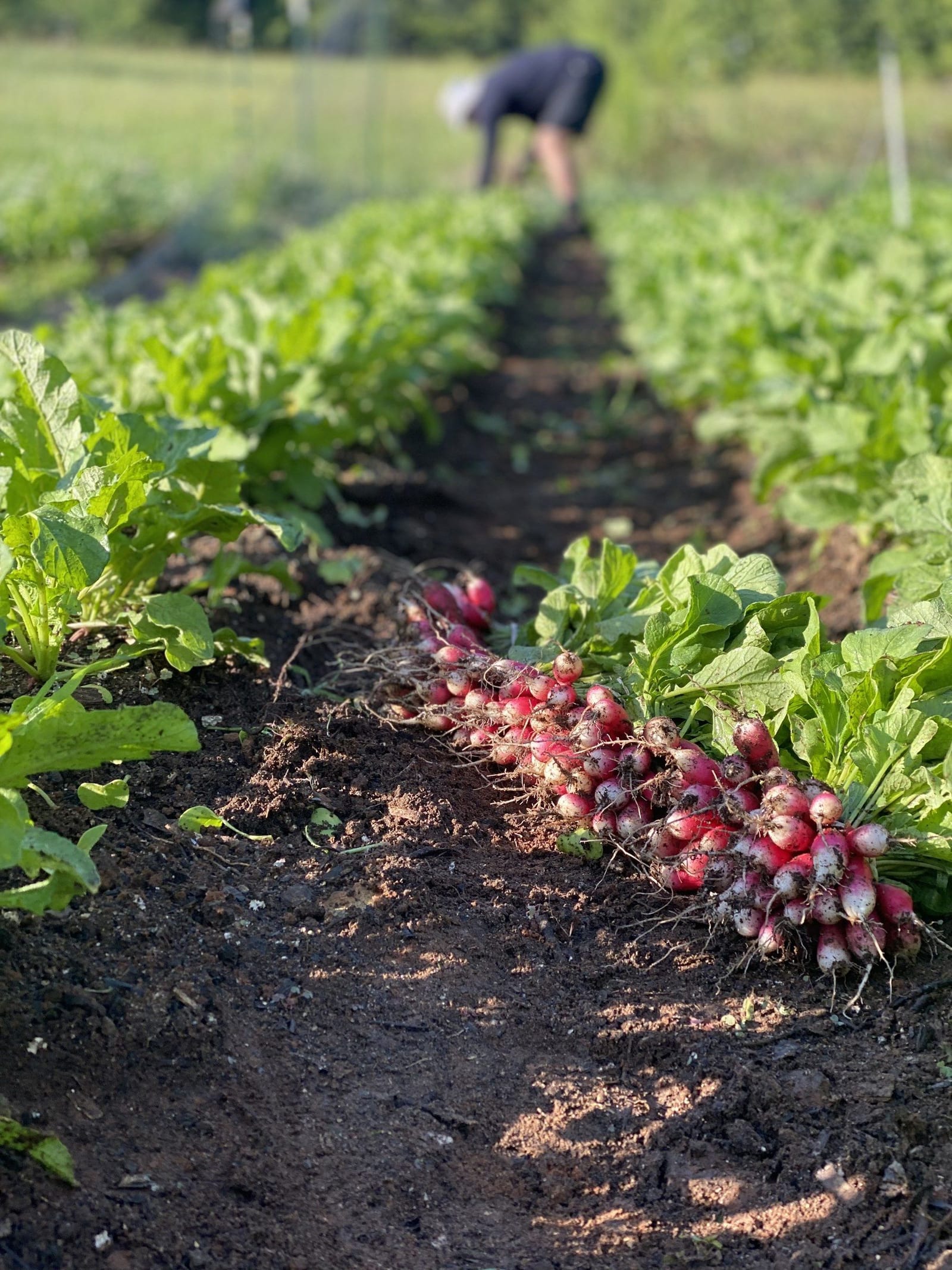 Just-pulled radishes laid along the row they came out of, a worker still harvesting in the distance