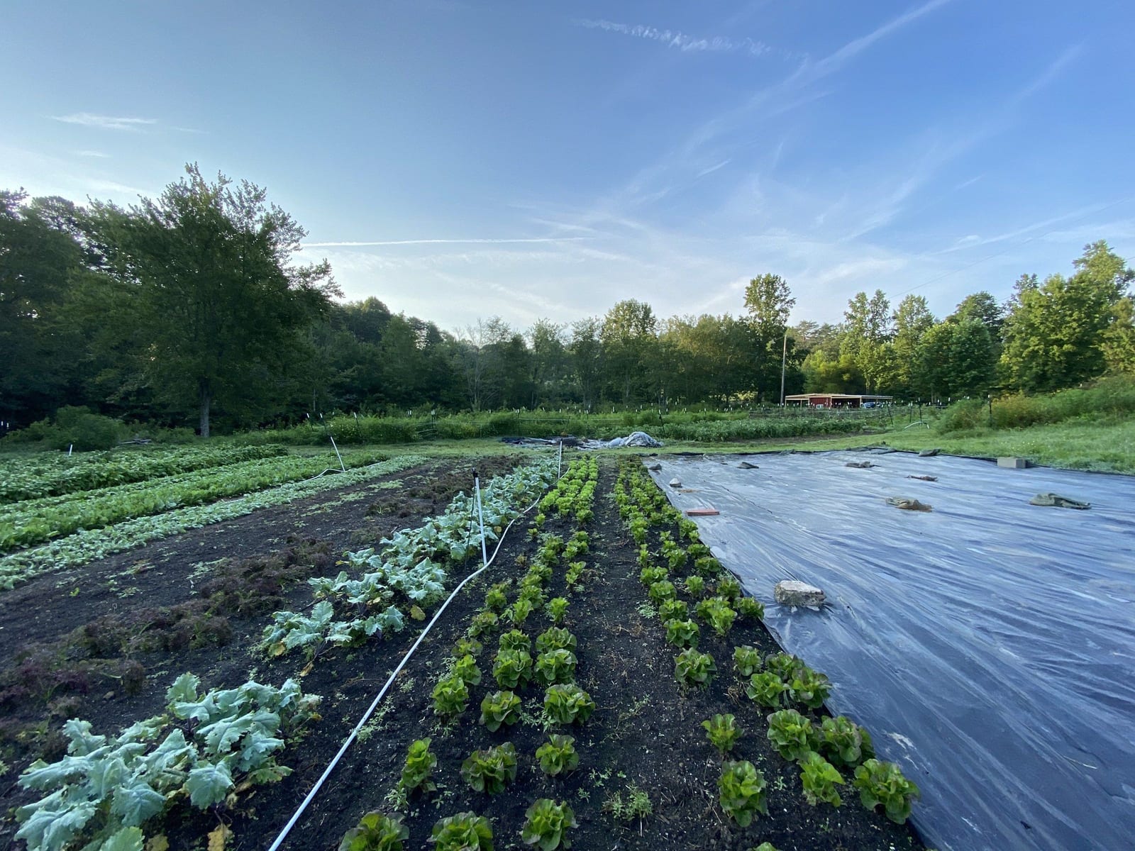 Wide farm rows under black plastic, young greens coming up in the beds alongside