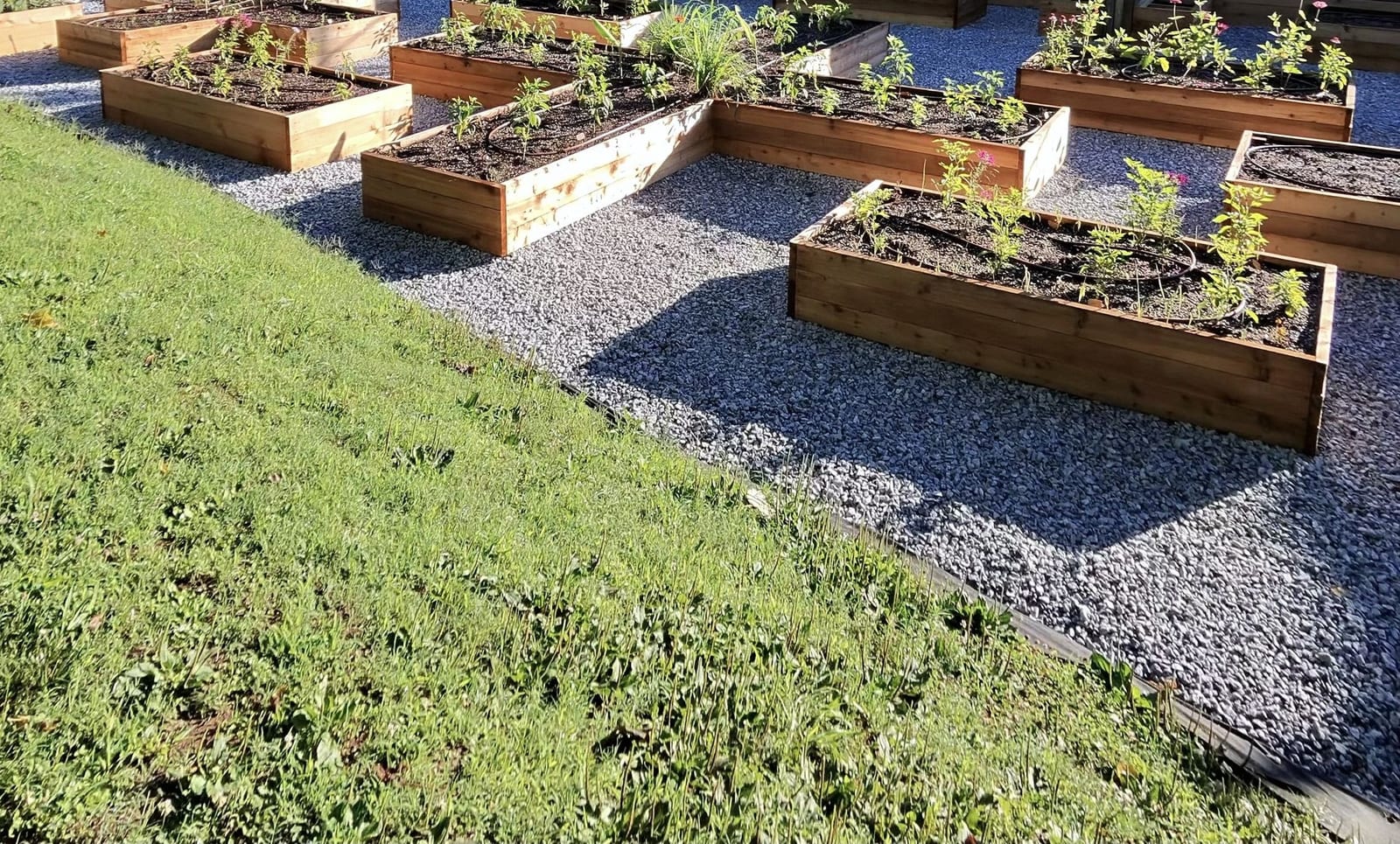 Topsoil Culinary Garden beds full of thriving plants