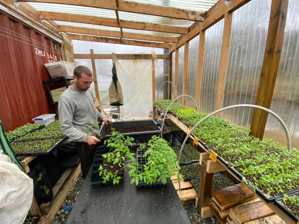 Potting up tomato starts on the bench in the propagation house at Horseshoe Farm, seedling trays either side
