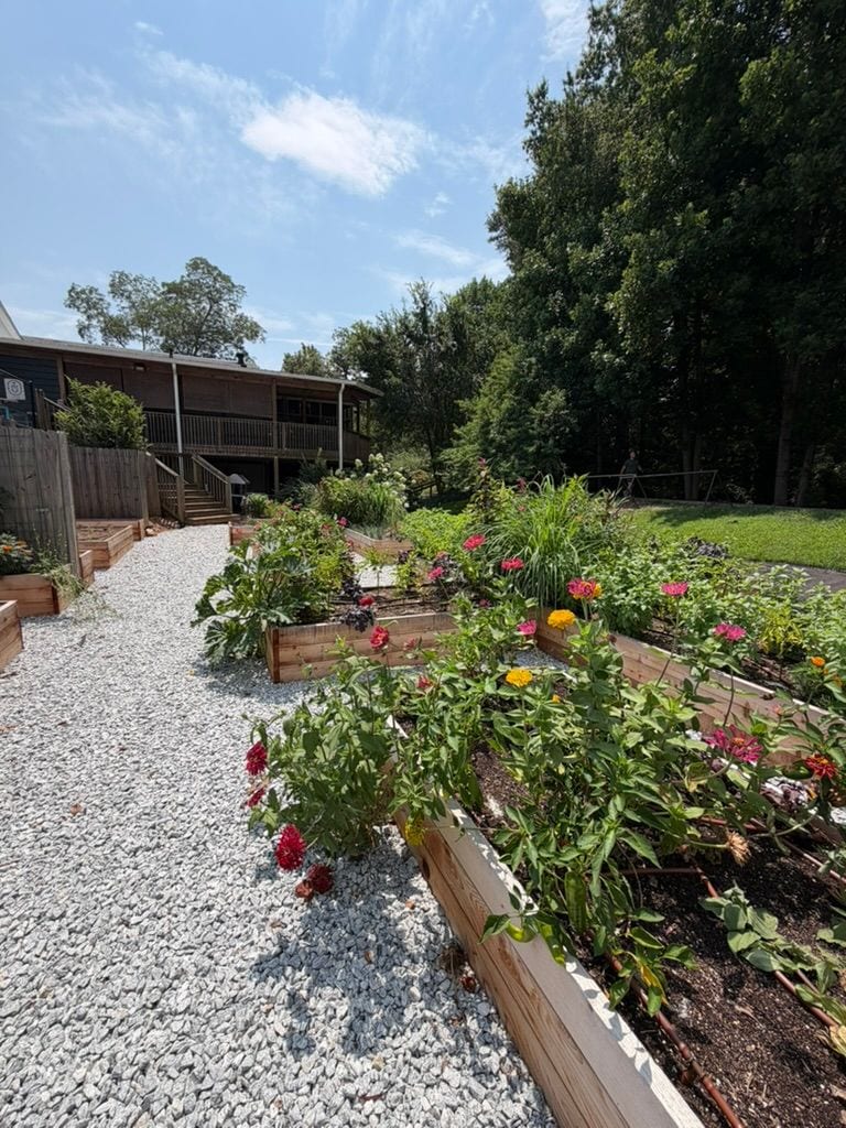 A path of zinnias running between the beds toward the building