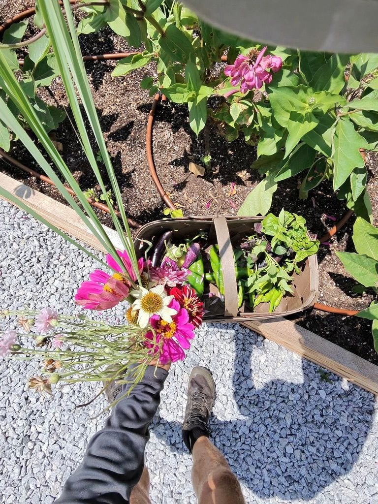 A cut bouquet of zinnias held over the gravel path