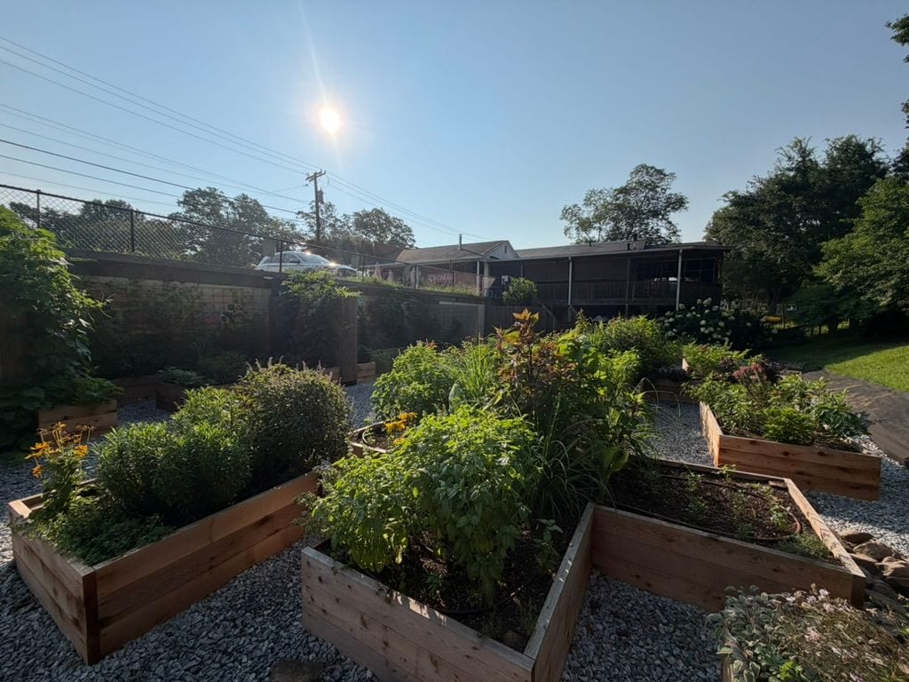 Cedar beds at golden hour, planted and grown in