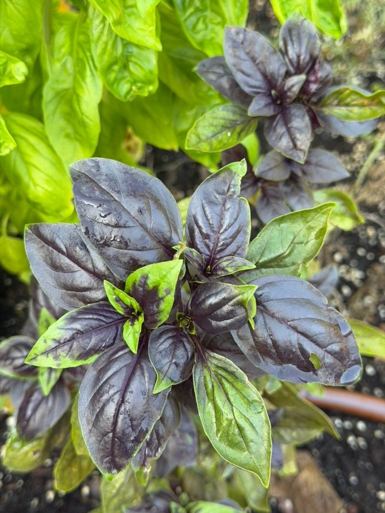 Opal and green basil growing together, the purple leaves catching the light