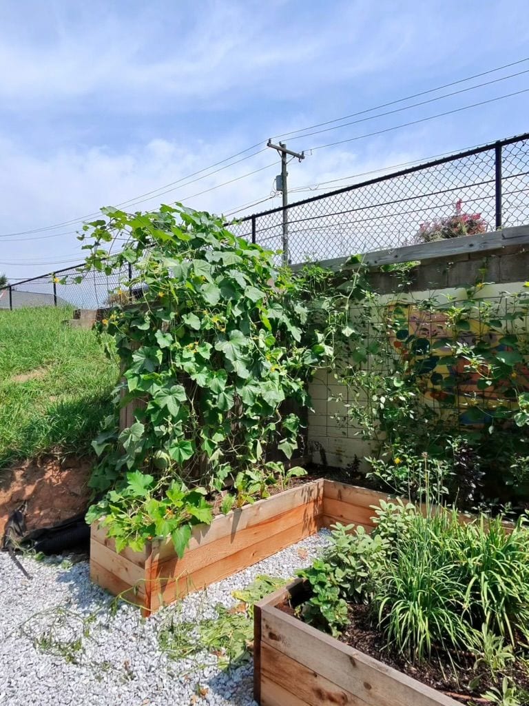 Cucumber vines climbing the trellis against the wall, herbs in the bed below