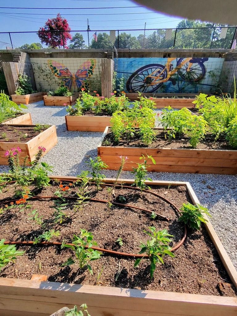 Young transplants going in, drip lines looped down the beds, mural wall behind