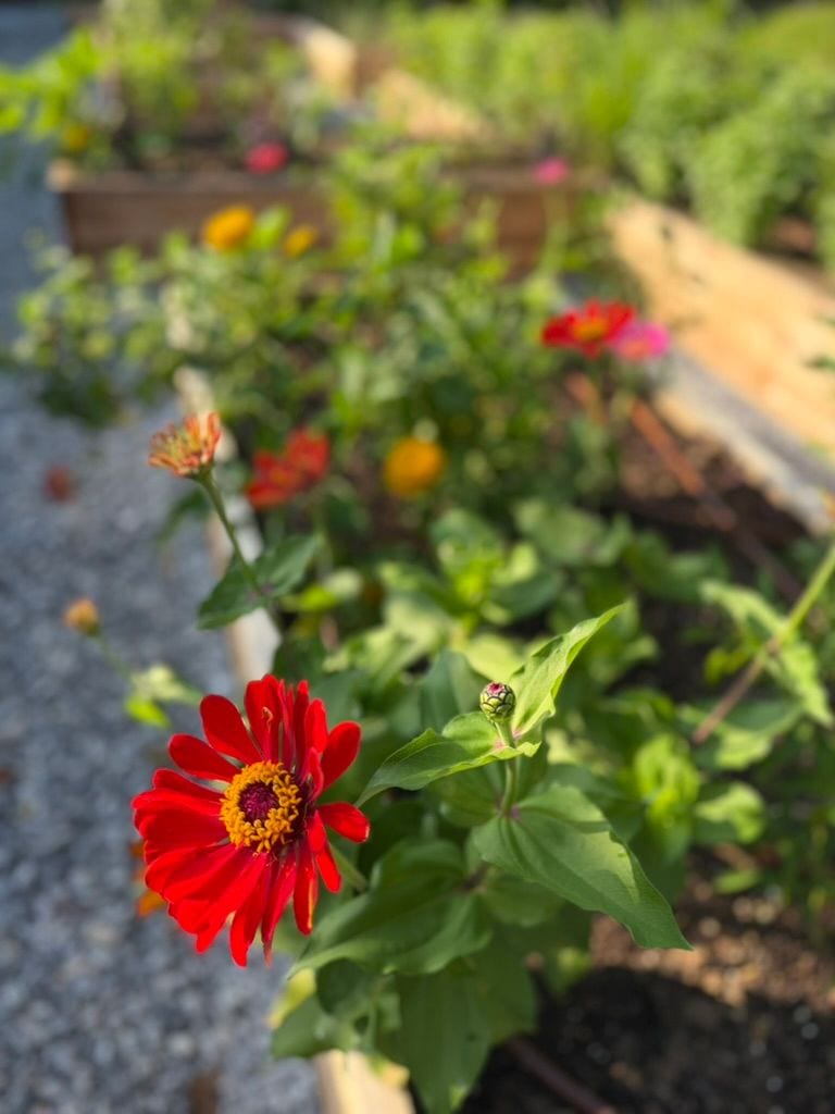 A single red zinnia in the bed, the garden soft behind it