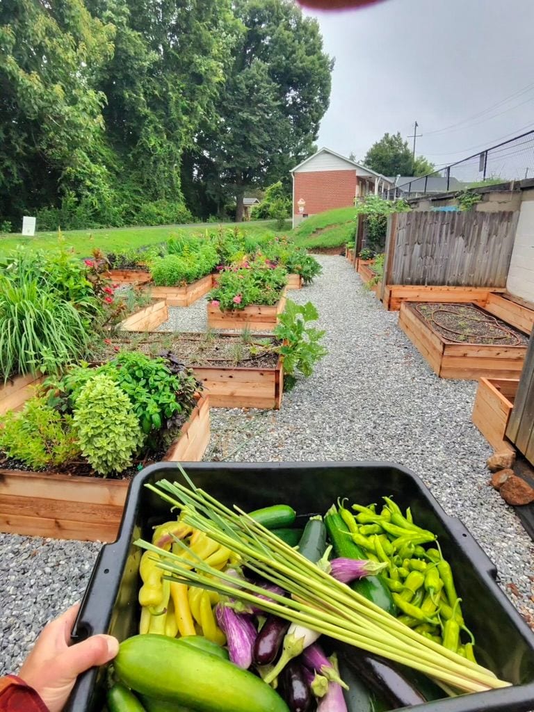 A harvest bin of peppers, squash and eggplant carried down the gravel path between beds