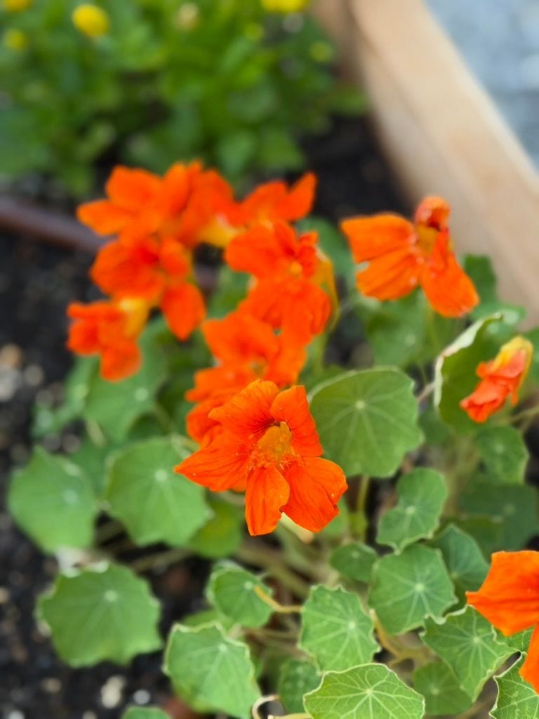 Nasturtium flowers, orange, close