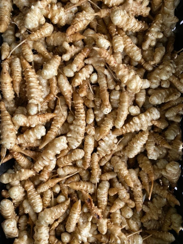 Freshly dug sunchokes filling a harvest bin, knobbled and pale