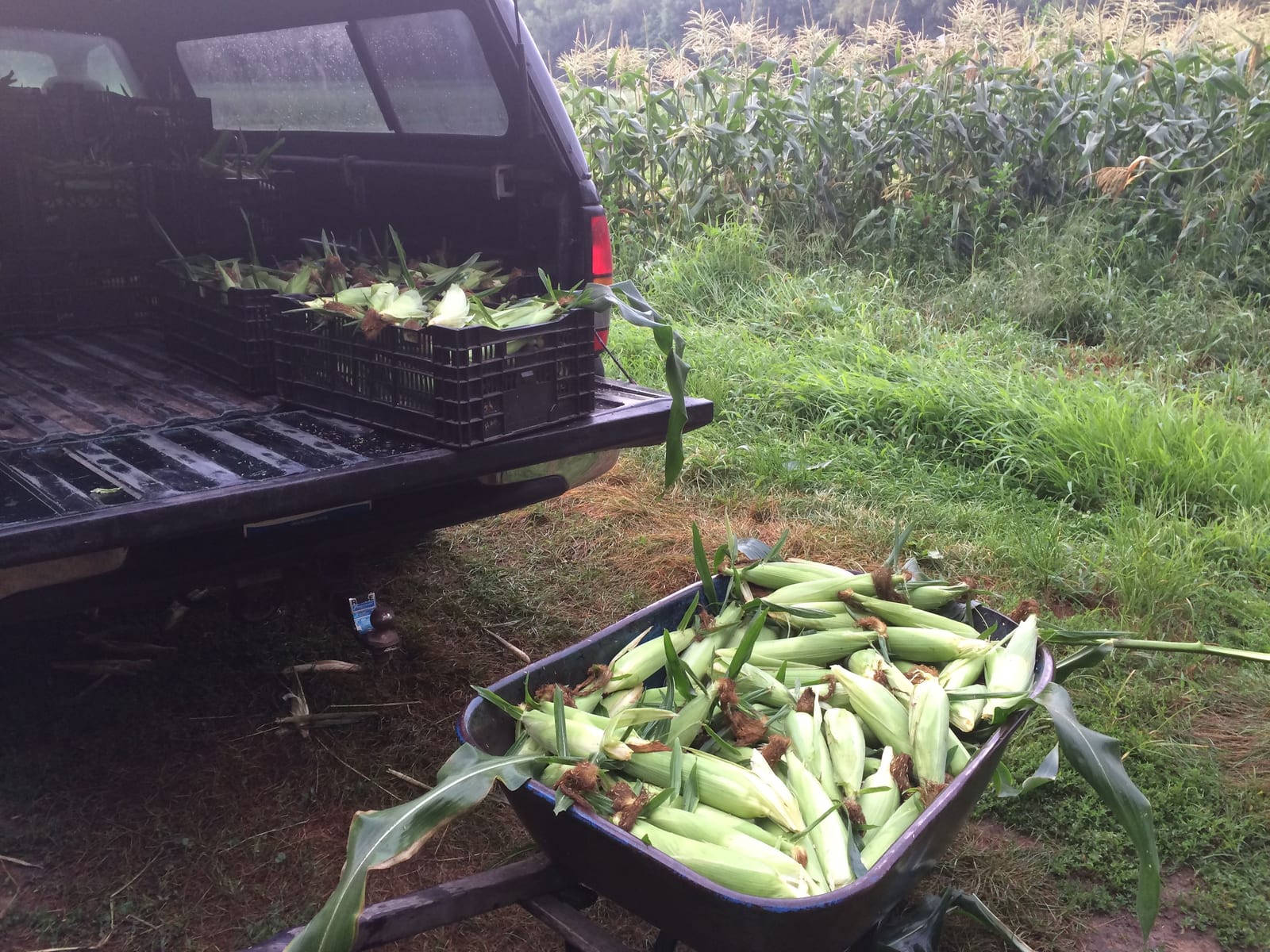 Bins of just-picked sweet corn loaded into the truck bed at the edge of the field