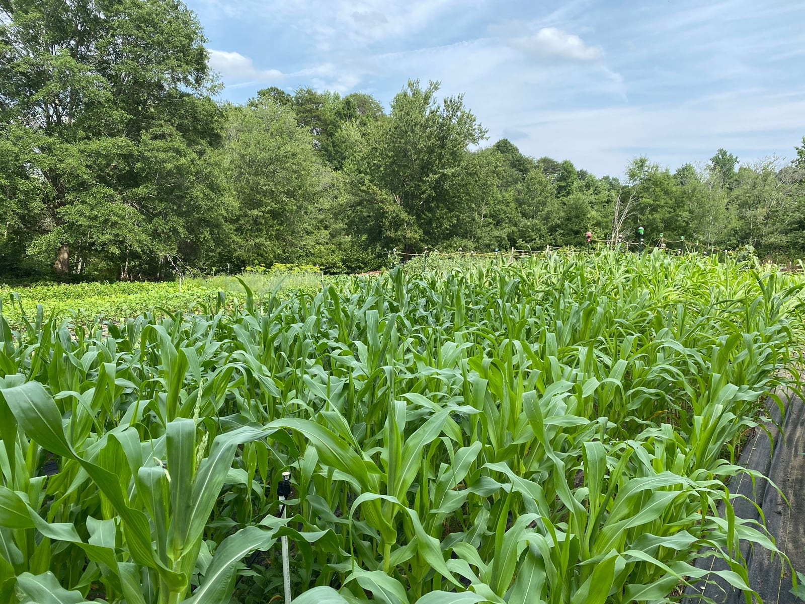 A block of sweet corn in full growth under a high summer sky
