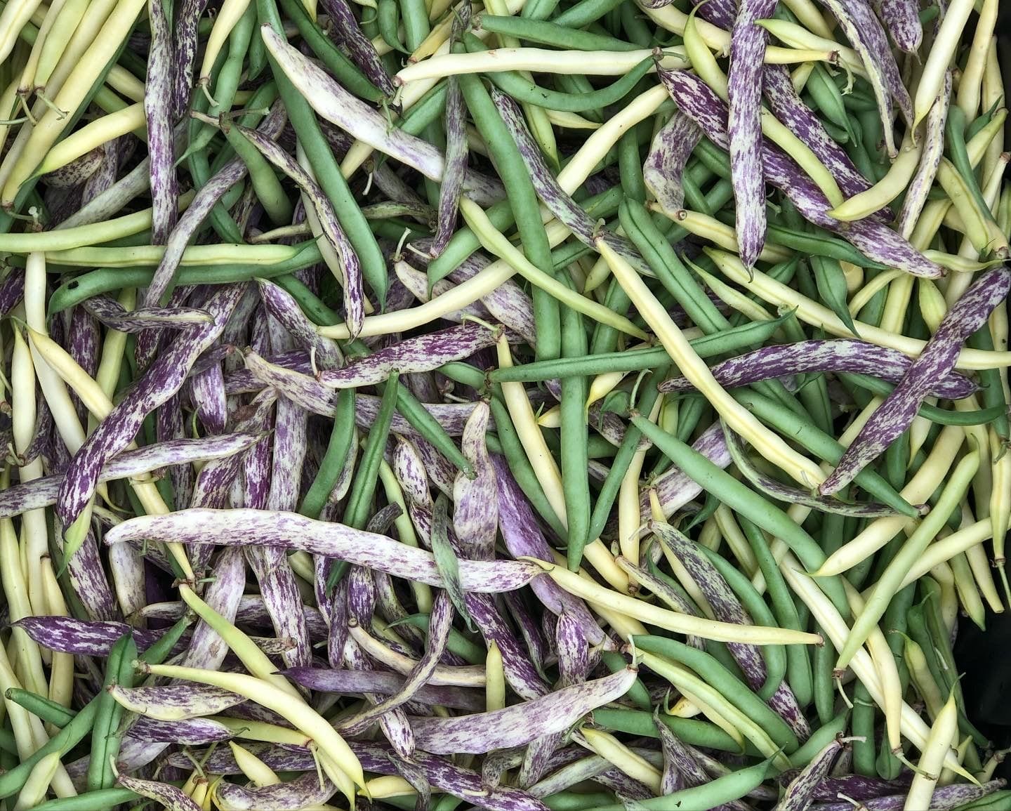 Dragon's Tongue, yellow wax and green snap beans mixed together, filling the frame
