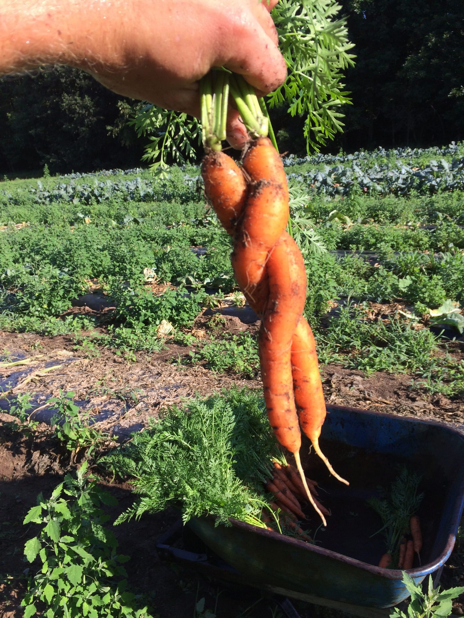 Two carrots pulled and held up over the row they came out of