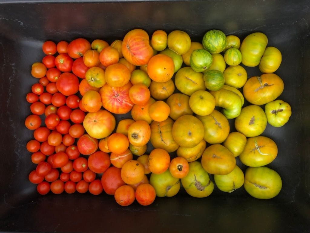 Heirloom tomatoes graded red through orange and yellow to green across a black harvest bin